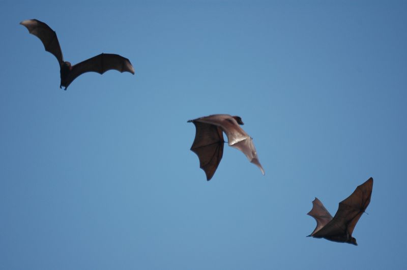 Why Commercial Bird And Bat Control Requires Professional Solutions