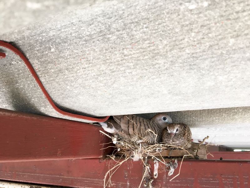 Contact About Attic Birds Removal