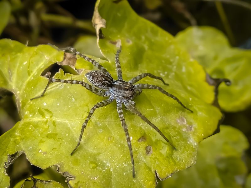 Common Spiders Extermination in Fort Worth, TX